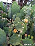 Opuntia undulata MCA IMG_20220625_193329_1.jpg